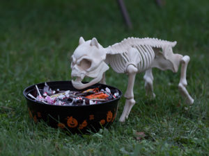 Halloween Dog Of Bones