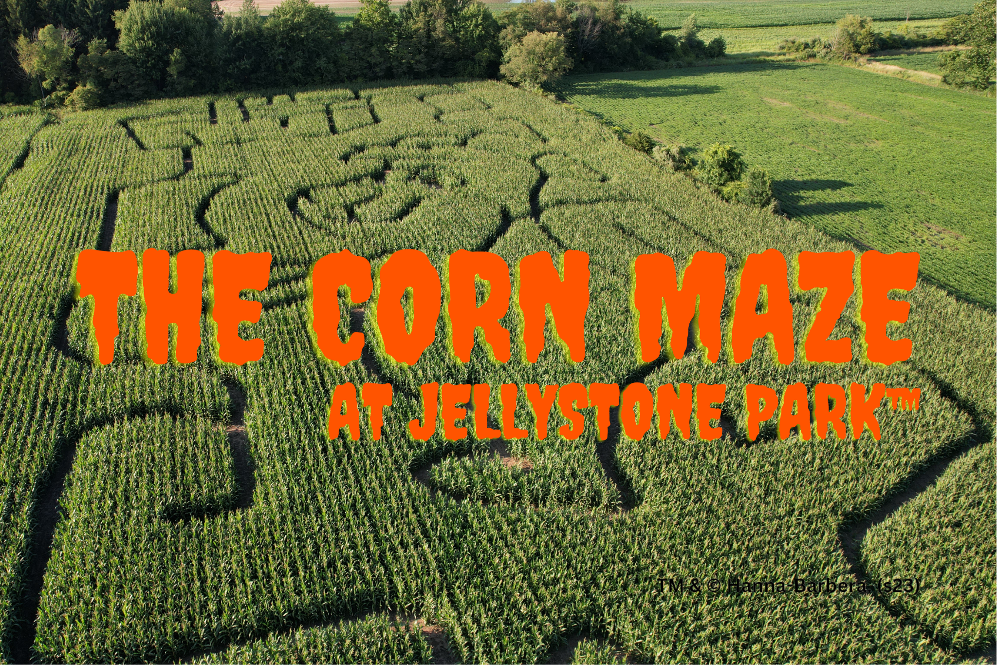 Corn Maze at Jellystone Park™ South Haven Michigan Aerial View Aerial view of the corn maze at Jellystone Park™ South Haven featuring a Yogi Bear design carved into the cornfield