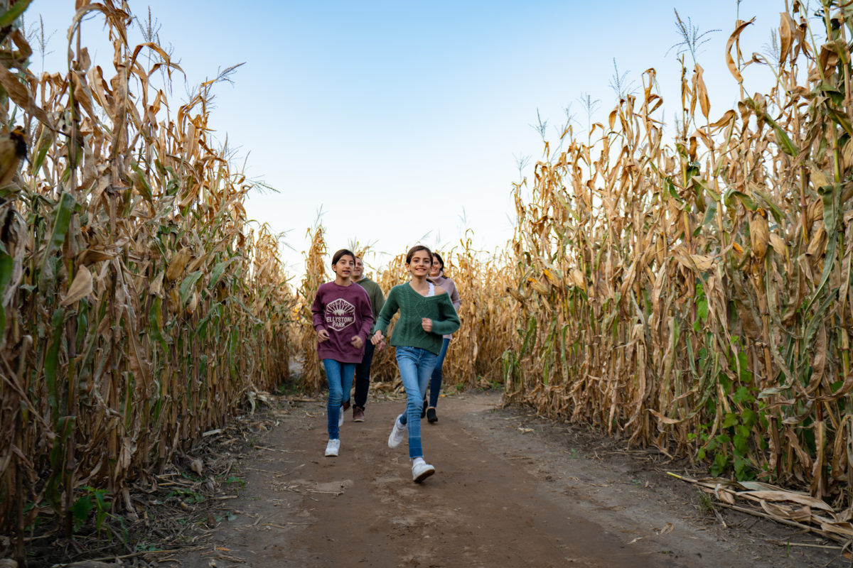 Family Exploring the Corn Maze at Jellystone Park™ South Haven Michigan Family walking through the corn maze at Jellystone Park™ South Haven enjoying a fall day outdoors
